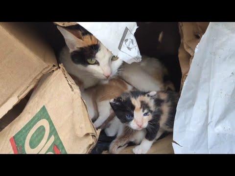 The Mother Cat Does Not Care About Food Because Her Kittens Suck Milk.
