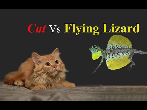 Cat vs flying lizard, Wild Encounter, HD footage by Dr Keerthan Kaje