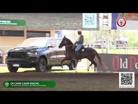 Campeão dos Campeões Cavalo CBM 2022