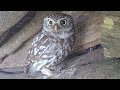 Little Owl S Calls For Love Discover Wildlife Robert E Fuller