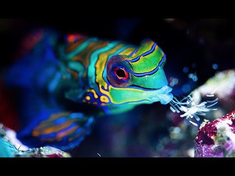 download lagu mp3 mp4 Mandarin Fish, download lagu Mandarin Fish gratis, unduh video klip Mandarin Fish