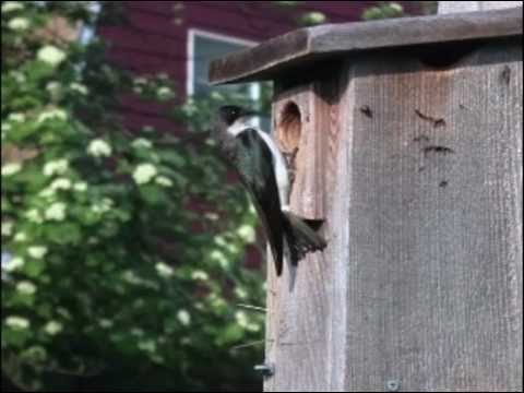 Kress, Audubon Society