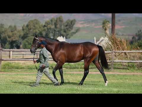 Lot 251 Hawwaam ex Super Siri