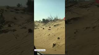 Desert trip #foryou #travel #viral #shortvideo #trending #vlog #cruise #viralvideos #goviral #desert