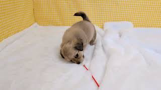 ハーフ犬の動画01