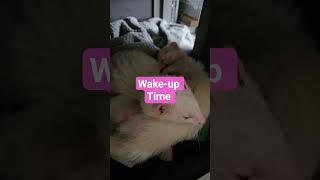 Waking up my ladys ruby and rose thanks for watching everyone #ferretlife