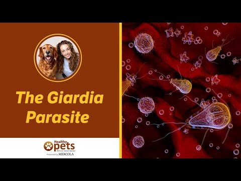 Giardia in water supply
