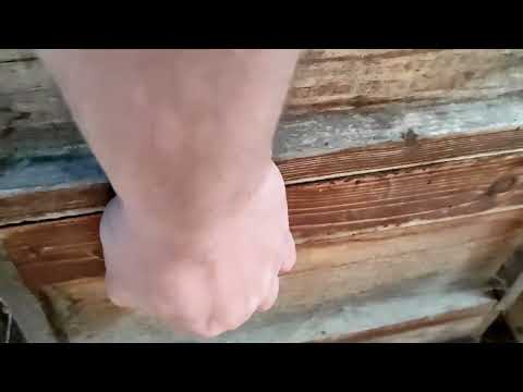 Bienen am 2.02.2022 was ist zu beachten