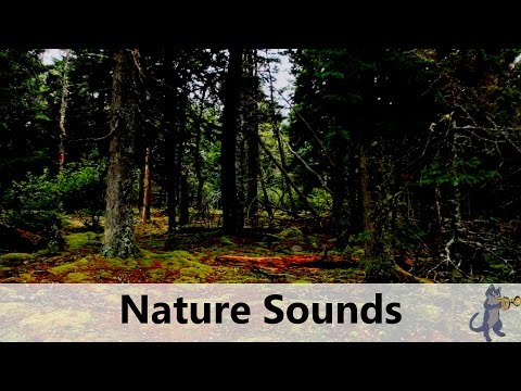 Nature Sounds: Gentle Wind, Birds, Church Bells, Forest Sounds (Relaxing Music)
