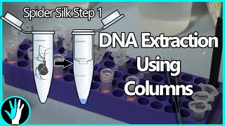 Extracting Spider/Bacteria DNA Using Columns - Spider Silk Step 1