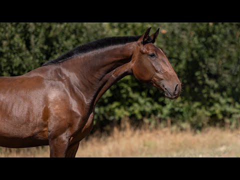 **SOLD** Athletic 2021 Lusitano filly with exceptional temperament (REF#868)