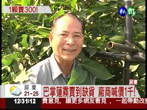 巴掌蓮霧缺貨! 漲到1千買不到