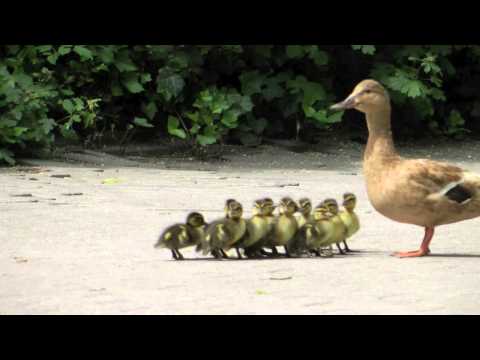 Ente führt ihre Küken aus