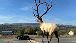 北美大型動物標本價格 trophy mount