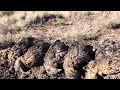 Grey Wing Partridge Hunting Eastern Cape South Africa
