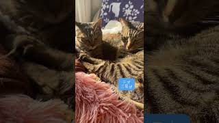 池に捨てられていた兄妹子猫とカラスに襲われてた兄弟子猫の現在の様子 #cat  #猫 #保護猫