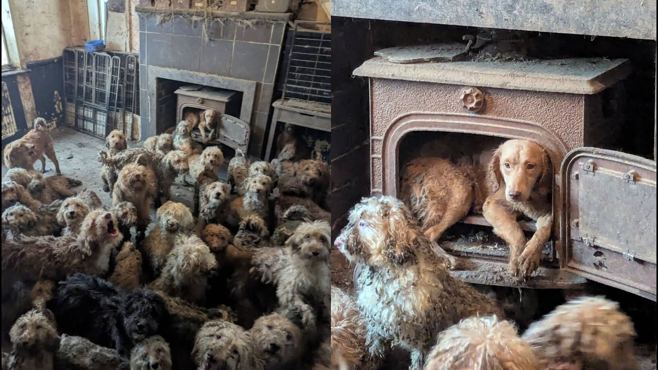 Encuentran a 250 perros en un cuarto