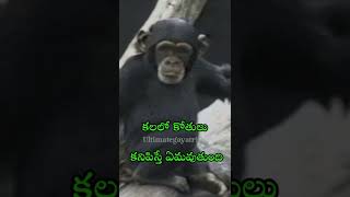 తరచూ" కలలో కోతులు కనిపిస్తే జరిగేది ఇదే" 🐒🐒జాగ్రత్త సుమా! #shorts #monkey #dreams