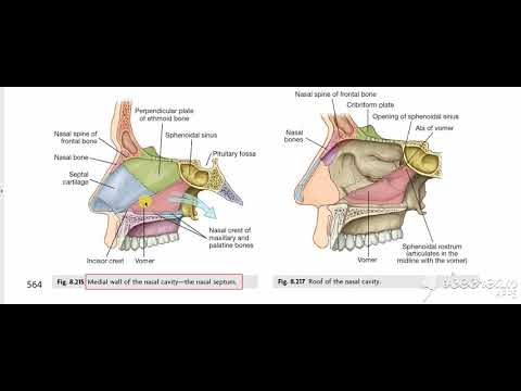 Walls of nasal cavity 1