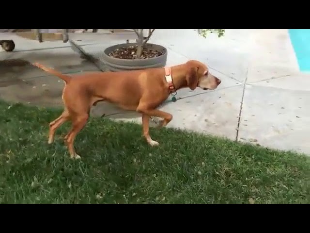 Очень реалистичная статуя в саду! Или нет?