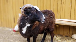 How to Trim Goat and Sheep Horns - Bronwyn the Sheep