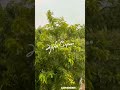 Love Nature ️ Nenjame Nenjame Love Status Trendingmusic Songs