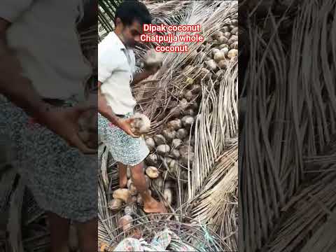 Brown dried whole coconut, packaging type: loose