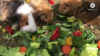 Guinea pig diet for all stages of life and pregnant,What should I feed my pregnant guinea pig ?