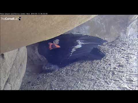 Condor Chick Appears From Beneath Adult's Wing | California Condor Cam — Pole Canyon