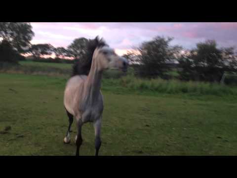 Zwei 3-jährige Holsteiner Stuten; Legolas und Corrado1