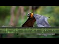 Flying Fox (Fruit Bat) Sounds - The shrieking calls of flying foxes at night in the Australian bush