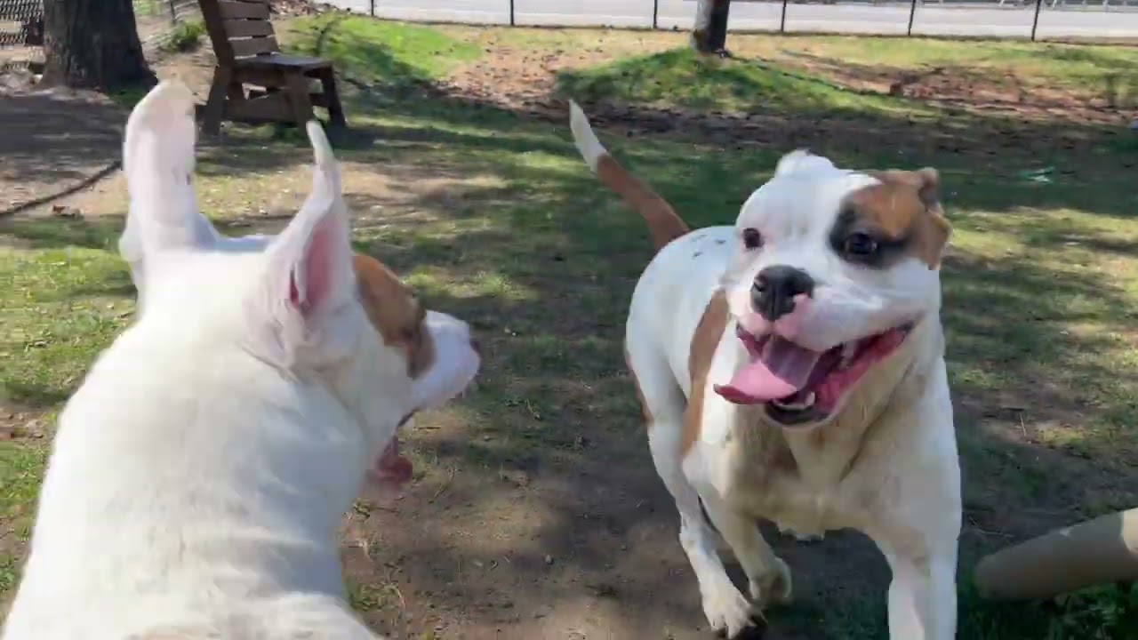 Enlarge Elton , an adopted mixed breed in Yonkers, NY video 4/4