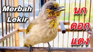 Download lagu เสียงนกดอกแตง เจ้าจิงโจ้ ขนใหม่ suara merbah lekir 1/2023 | birdwild chaiya mp3