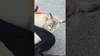 野良猫との戯れ114 #野良猫