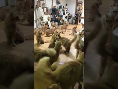 白酢を使ってネズミを駆除する方法は？自然で効果的なヒント  庭園