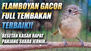 Download lagu MASTERAN FLAMBOYAN GACOR FULL NGEBREN DURASI PANJANG - PANCINGAN FLAMBOYAN MALAS BUNYI AGAR EMOSI mp3