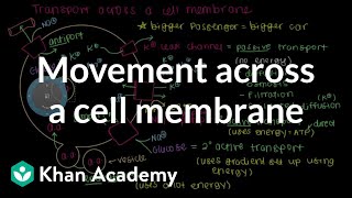 How do things move across a cell membrane? | Cells | MCAT | Khan Academy