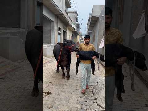 #murrah #dairyfarm #buffalo #viral #forsale #farming #shortvideo #haryana #song
