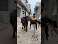 Murrah Dairyfarm Buffalo Viral Forsale Farming Shortvideo Haryana Song