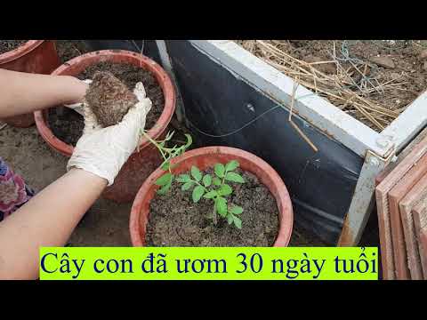 , title : 'Cách trồng cà chua lùn hữu hạn (cà chua trái tim 2010) trong chậu - giống Semco 18 | Vườn ươm Lina'