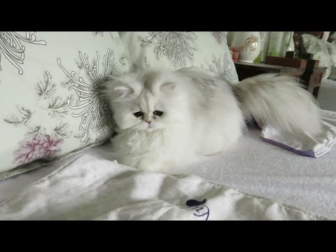 download lagu mp3 mp4 Persian Kitty, download lagu Persian Kitty gratis, unduh video klip Persian Kitty