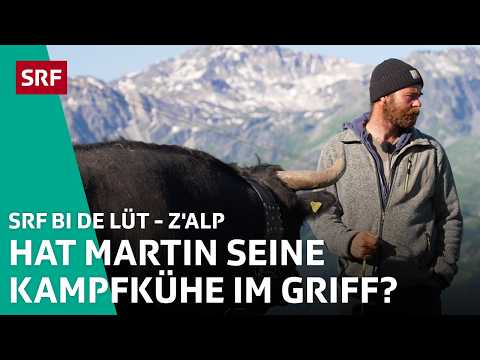 Alp-Abenteuer: Hat Martin seine Kampfkühe im Griff? | Z'Alp – SRF bi de Lüt | 2025 – 1/5 | SRF