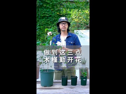 木槿花的象征意义