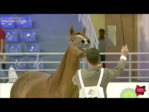 N.155 STAR OF AL ZOBAIR - Sharjah International 2019