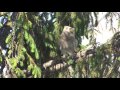 Long-eared owl (Asio Otus) 1