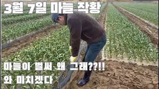 3월 7일 의성 마늘 농장 라이브 방송!!! 올해 큰일이다!!! 마늘이 벌써?!?! 와 미쳤다