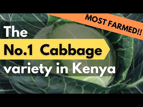 Best Fertilizer for Big Cabbages and How to Apply Cabbage Farming