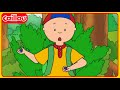 Blueberries Caillou Classics