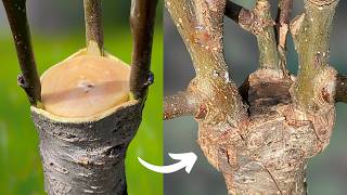 Download lagu Tree Grafting: One Year in 12 Minutes mp3