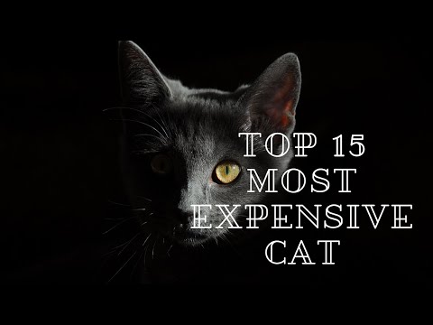 Purrfectly Priced: Top 15 Most Expensive Cat Breeds